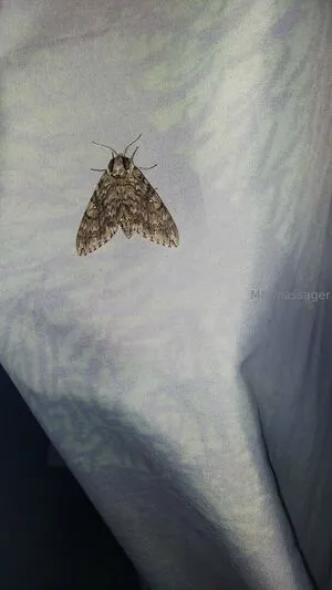 Mnmassager OnlyFans Leaked Free Thumbnail Picture - #QxarVTyUlA