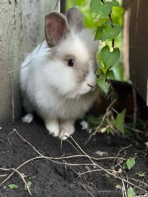 Monicawolf OnlyFans Leaked Free Thumbnail Picture - #I63z0hsgYf