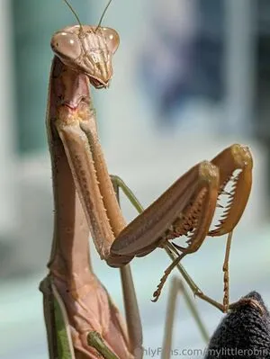 Mylittlerobin OnlyFans Leaked Free Thumbnail Picture - #rUyFWe9nhe