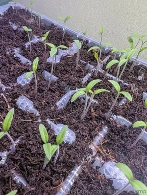 Natures Lil Nymp OnlyFans Leaked Free Thumbnail Picture - #D17KUH7ye1