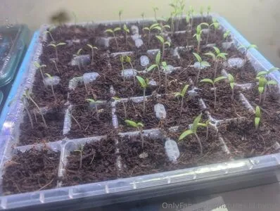 Natures Lil Nymp OnlyFans Leaked Free Thumbnail Picture - #G8Iv4RmJoM