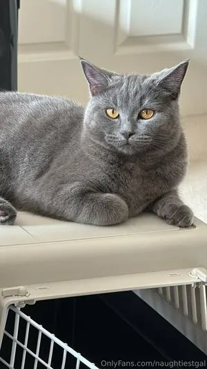 Naughtiestgal OnlyFans Leaked Free Thumbnail Picture - #3WhtAAYPSA