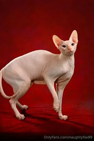 Naughtyfox89 OnlyFans Leaked Free Thumbnail Picture - #geiWxNL5Uy