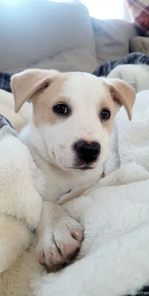 Nebulanekofree OnlyFans Leaked Free Thumbnail Picture - #Oc9ceASkCG