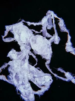 Nelly Furtado OnlyFans Leaked Free Thumbnail Picture - #HwoR4tKWD8