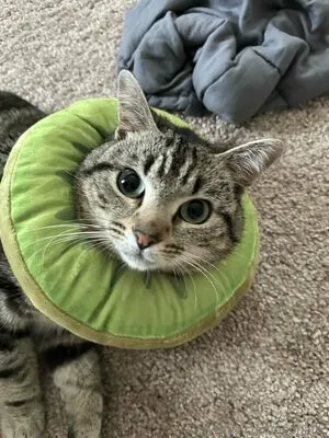 Nephallic OnlyFans Leaked Free Thumbnail Picture - #1QjzUZgsmR