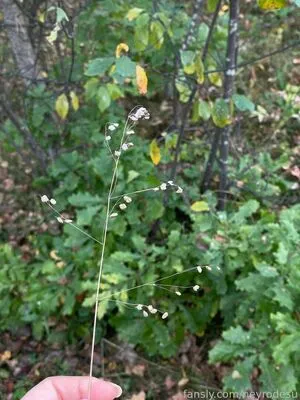 Neyrodesu OnlyFans Leaked Free Thumbnail Picture - #Xot1i63fJa