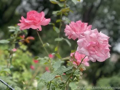 Norah Nova OnlyFans Leaked Free Thumbnail Picture - #FW9OraI01Q