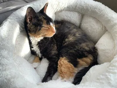 Nyomi Star OnlyFans Leaked Free Thumbnail Picture - #0eJfX2PpQV