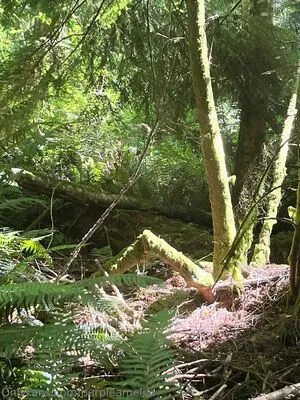 Offgridamelia OnlyFans Leaked Free Thumbnail Picture - #esiZfwSwW9