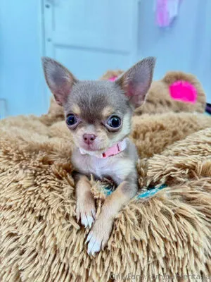 Panteritaaa OnlyFans Leaked Free Thumbnail Picture - #XuTdUhtT9R