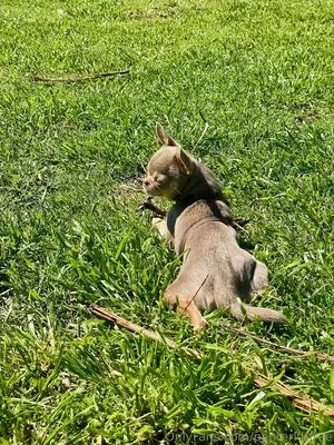 Panteritafree OnlyFans Leaked Free Thumbnail Picture - #1yBoEOn70J