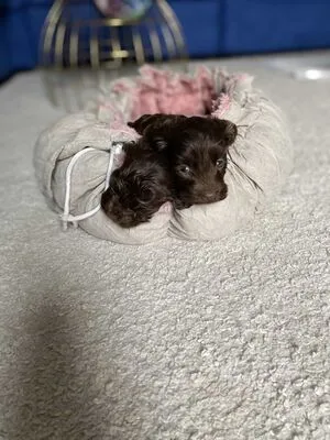 Peneloperogerr OnlyFans Leaked Free Thumbnail Picture - #8PpaxCbbdg