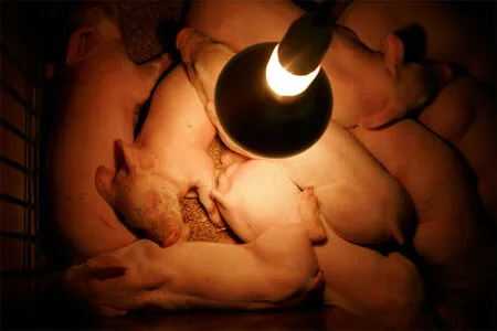 Piggie G OnlyFans Leaked Free Thumbnail Picture - #KJtgxbc7FC