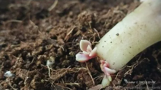 Pinkplushieplants OnlyFans Leaked Free Thumbnail Picture - #B3hx8fFwhR