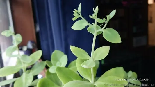 Pinkplushieplants OnlyFans Leaked Free Thumbnail Picture - #D1dceDitAz