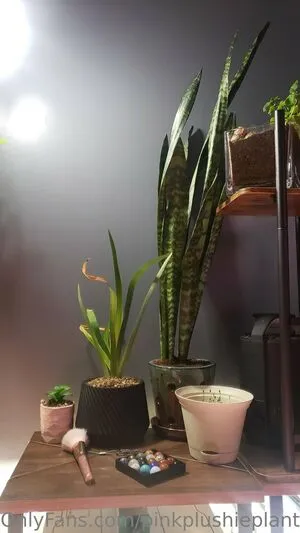 Pinkplushieplants OnlyFans Leaked Free Thumbnail Picture - #SBO4wgEPxm