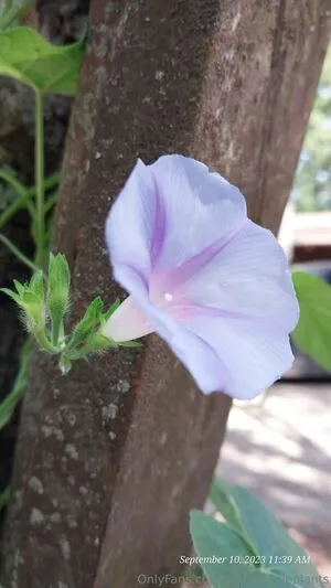 Pinkplushieplants OnlyFans Leaked Free Thumbnail Picture - #evRjUoX7q3