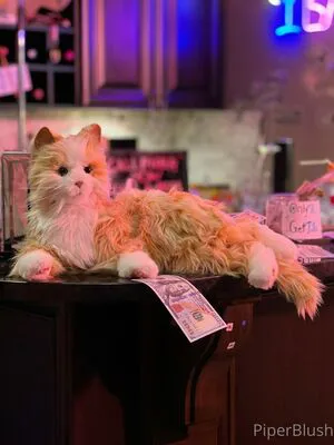 Piperblushfree OnlyFans Leaked Free Thumbnail Picture - #xgdnwfljeT