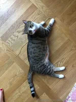 Plscrycarmen OnlyFans Leaked Free Thumbnail Picture - #3MH7C8QKMU