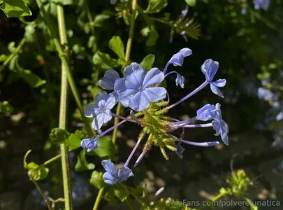 Polverelunatica OnlyFans Leaked Free Thumbnail Picture - #hW5qn7ygIr