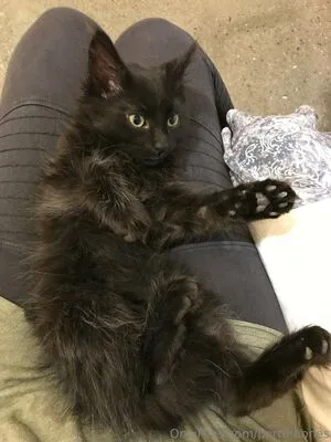 Portofbones OnlyFans Leaked Free Thumbnail Picture - #P5VY0fiy0y