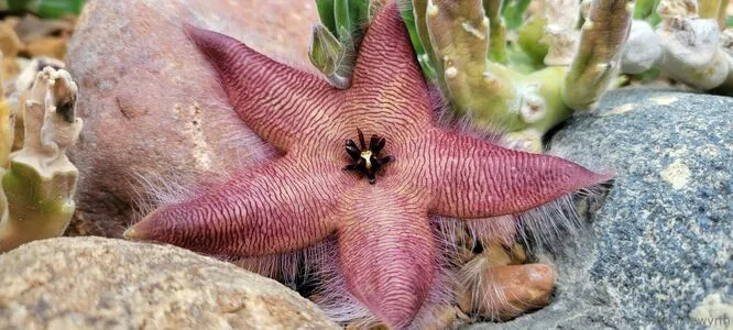 Rainewyrm OnlyFans Leaked Free Thumbnail Picture - #CVJ8dwJkNC