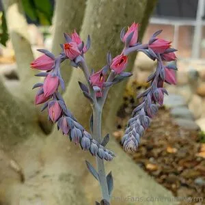 Rainewyrm OnlyFans Leaked Free Thumbnail Picture - #Xv9cawxyJ4