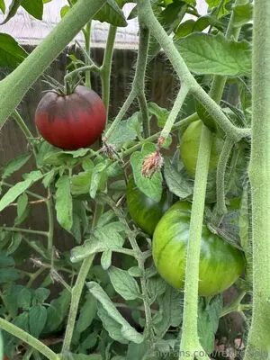 Reneealeja OnlyFans Leaked Free Thumbnail Picture - #1OhU06PQ1Q