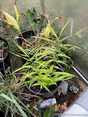 Reneealeja OnlyFans Leaked Free Thumbnail Picture - #DTeKDJaV8o