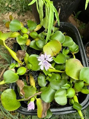 Reneealeja OnlyFans Leaked Free Thumbnail Picture - #HmWCjiftaw