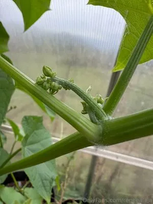 Reneealeja OnlyFans Leaked Free Thumbnail Picture - #SoG3nHOSvG