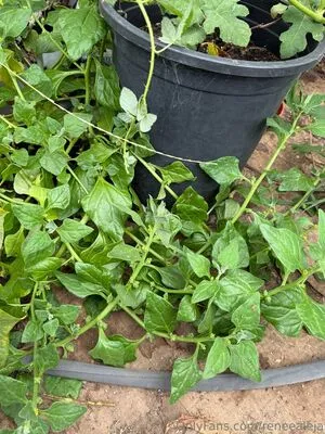 Reneealeja OnlyFans Leaked Free Thumbnail Picture - #gCyp5BzRFV