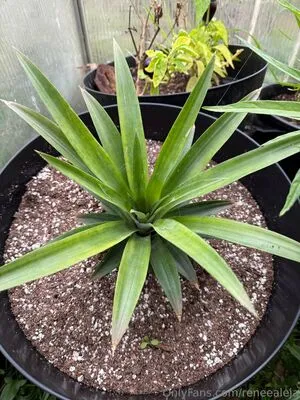 Reneealeja OnlyFans Leaked Free Thumbnail Picture - #uttHXv1fn4