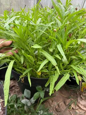 Reneealeja OnlyFans Leaked Free Thumbnail Picture - #zLnCIHX1Dd