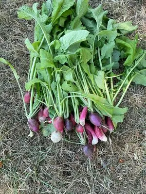 Reneealeja OnlyFans Leaked Free Thumbnail Picture - #zslPiA7W8B