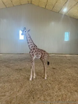 Ridewithcarms OnlyFans Leaked Free Thumbnail Picture - #2VnUItlryI