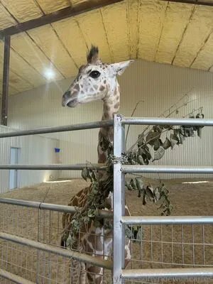 Ridewithcarms OnlyFans Leaked Free Thumbnail Picture - #KsRn0Oj4KV