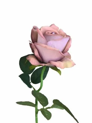 Rose Wild OnlyFans Leaked Free Thumbnail Picture - #XHPRjOe6Kr