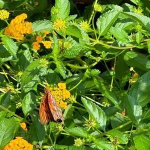 Ruby Peach OnlyFans Leaked Free Thumbnail Picture - #pC4rbVmqtD