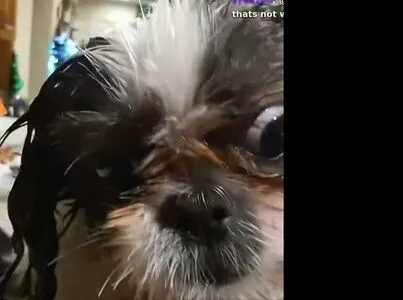 Sakura Shymko OnlyFans Leaked Free Thumbnail Picture - #QJuJfeh1jn