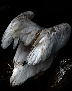 Samoylova OnlyFans Leaked Free Thumbnail Picture - #LOmDjUonD4