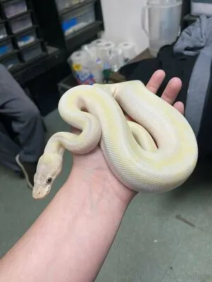 Sarahmaxx OnlyFans Leaked Free Thumbnail Picture - #CskGoFzOkE