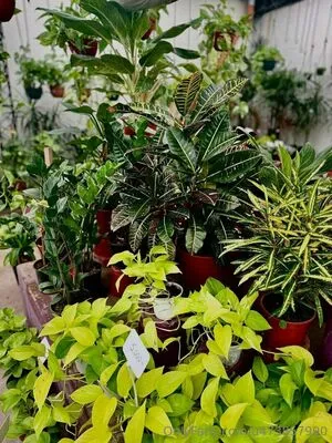 Sarraconnor OnlyFans Leaked Free Thumbnail Picture - #eJnOVVW5Ab