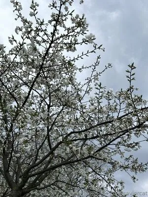 Saviorcat OnlyFans Leaked Free Thumbnail Picture - #EVdvyEVHTa