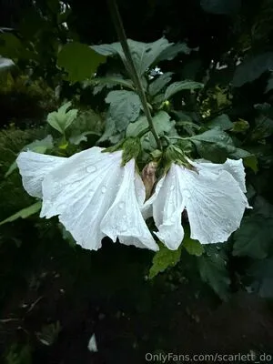 Scarlett Do OnlyFans Leaked Free Thumbnail Picture - #mTxqTPfzF6