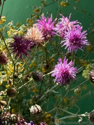 Scarlett Do OnlyFans Leaked Free Thumbnail Picture - #ybABvwAuIj