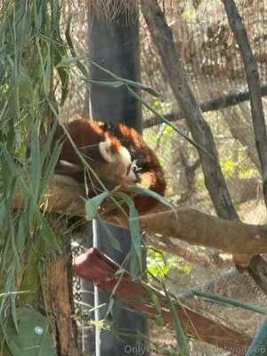 Scarletwolf666 OnlyFans Leaked Free Thumbnail Picture - #2MqxRXomco