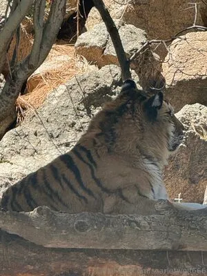 Scarletwolf666 OnlyFans Leaked Free Thumbnail Picture - #2yInJLtomn