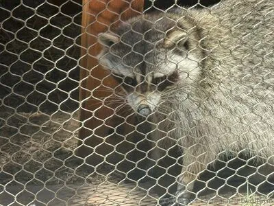 Scarletwolf666 OnlyFans Leaked Free Thumbnail Picture - #6IC3elND50